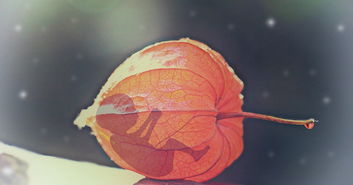 宝宝吃米粉大便有奶瓣正常吗
